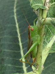 Orchelimum silvaticum