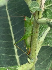 Orchelimum silvaticum