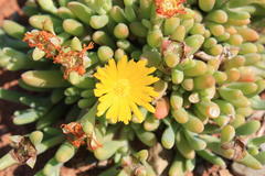 Malephora uitenhagensis