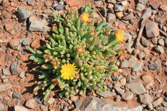 Malephora uitenhagensis