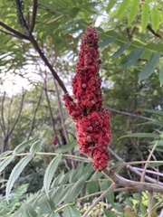 Rhus typhina