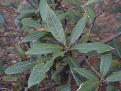 Quercus hypoleucoides