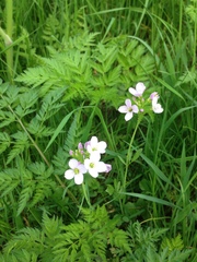Cardamine pratensis