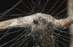 Paramatachia decorata