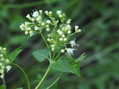 Ageratina herbacea