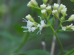Ageratina herbacea