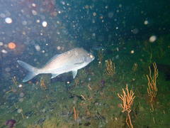 Chirodactylus grandis