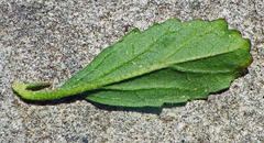 Hermannia parviflora