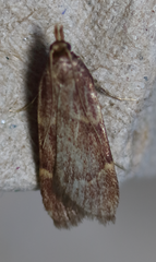 Aglossa electalis