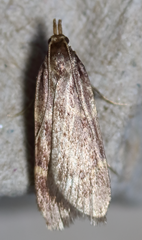 Aglossa electalis