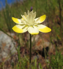 Platystemon californicus