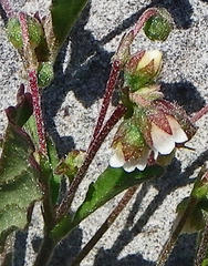 Hermannia parviflora