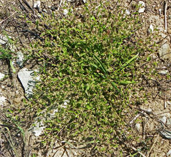 Hermannia parviflora