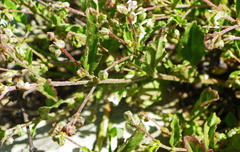 Hermannia parviflora