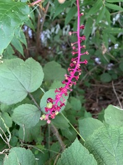 Phytolacca americana