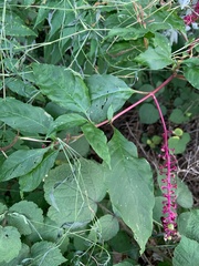 Phytolacca americana