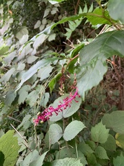 Phytolacca americana
