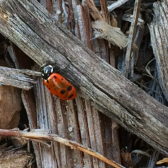 Hippodamia convergens