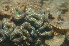 Acanthastrea pachysepta