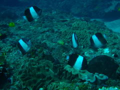 Hemitaurichthys zoster