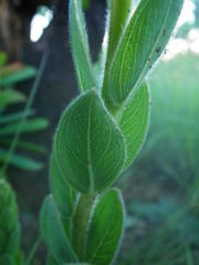 Lasiosiphon kraussianus kraussianus