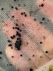 Fluminicola insolitus