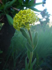 Lasiosiphon kraussianus kraussianus