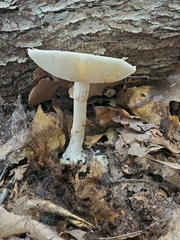 Amanita verna