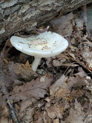 Amanita verna