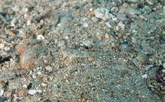 Nesogobius