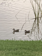 Anas platyrhynchos × fulvigula