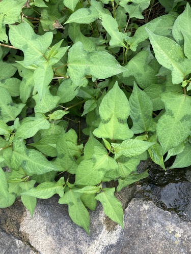 Thunberg’s smartweed