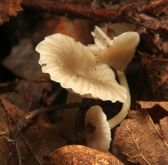 Hydropus praedecurrens