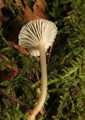 Hydropus praedecurrens