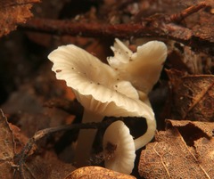 Hydropus praedecurrens