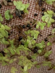 Colligyrus depressus