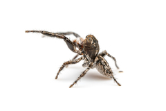 Pellenes peninsularis