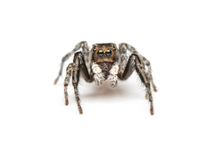 Pellenes peninsularis