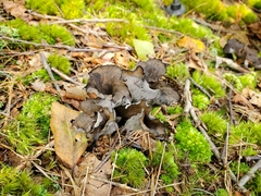 Craterellus