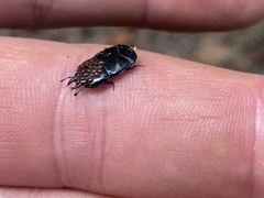 Hololepta