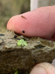 Colligyrus depressus