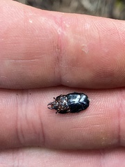 Hololepta