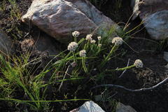 Lachnospermum umbellatum