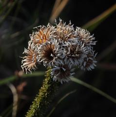 Lachnospermum umbellatum