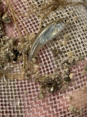Siphateles boraxobius