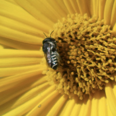 Megachile apicalis