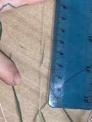 Microlaena stipoides stipoides