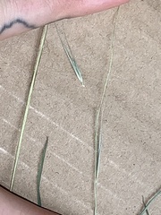 Microlaena stipoides stipoides