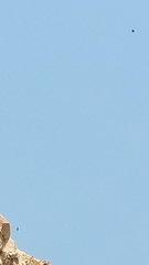 Apodidae