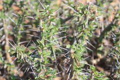 Sarcocaulon